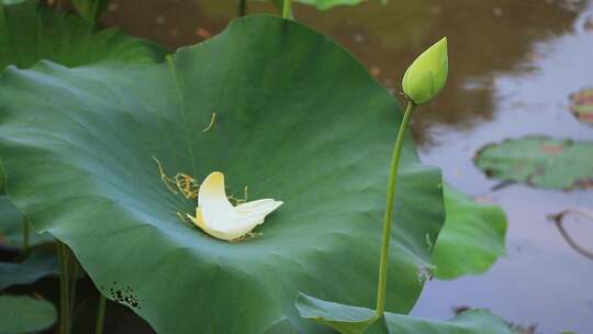 白色荷花 荷塘 风中荷叶 白莲花