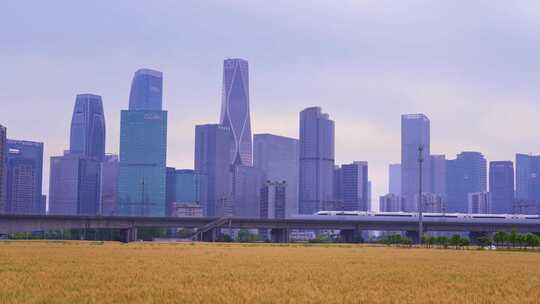 杭州城市建筑与麦田高铁同框风景