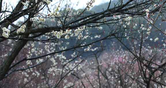 苏州香雪海典雅梅花绽放