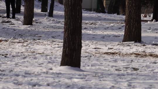 冬季下雪树林孩子打雪仗玩雪