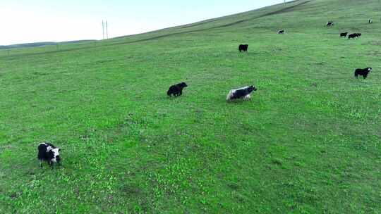 牦牛群吃草