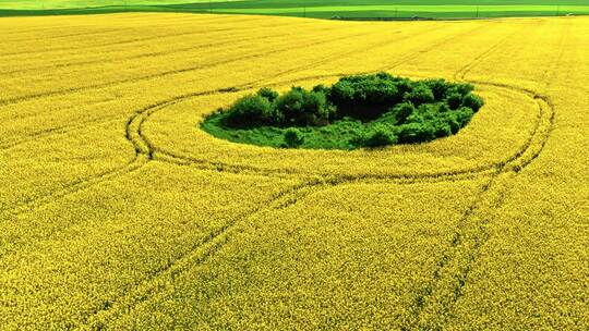 波兰乡村惊人的黄色说唱花。