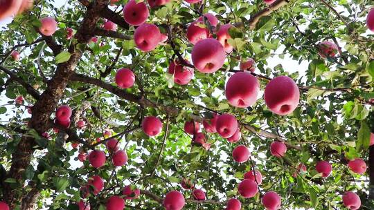 又大又圆红苹果成熟挂满果树