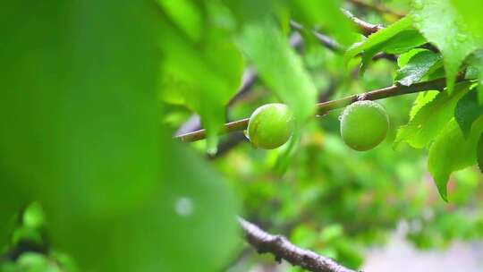 合集-雨后绿意盎然的青梅树叶果实特写