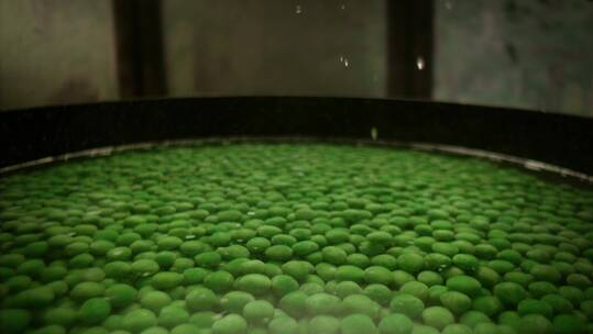 豌豆落入水锅中