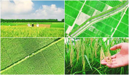 中国杂交水稻育种水稻良种培育基地稻田农业高清在线视频素材下载