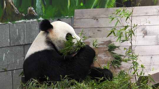 实拍正在吃竹子的大熊猫