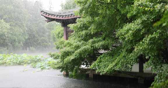 （慢镜）中国杭州西湖曲院风荷下雨天