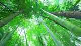 仰拍美丽的竹海竹林竹子高清在线视频素材下载