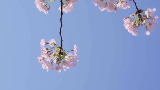 实拍杭州三月春天樱花盛开-樱花特写视频素材模板下载