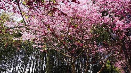 浪漫樱花茶园 阳光樱花树