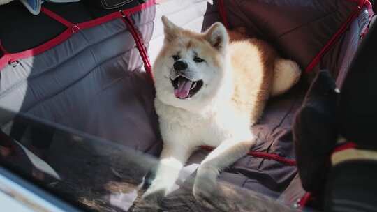 秋田犬躺在后座吊床上享受乘车旅行
