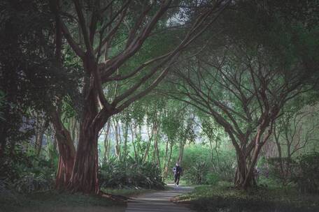 公园步行小道延时树林散步户外人与自然