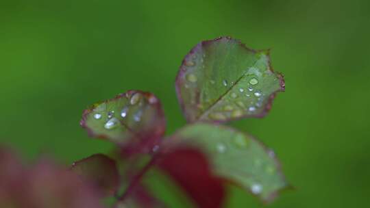 绿色植物特写镜头