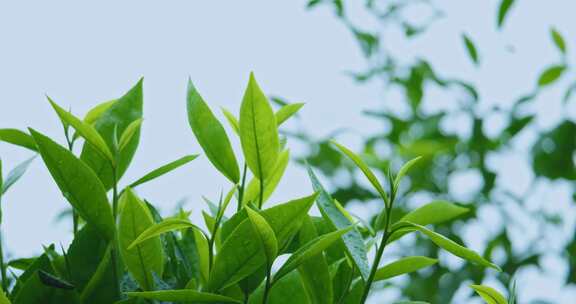 茶叶茶芽滴水茶树茶园自然生长空镜