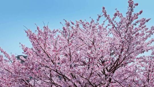 青岛春天樱花赏春