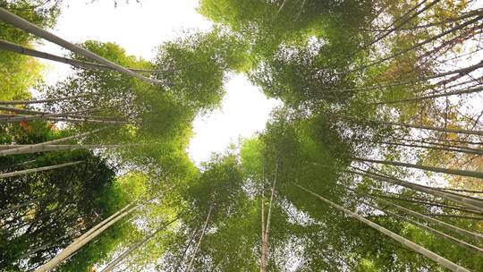 大自然风景美丽的竹海竹林竹子枝繁叶茂