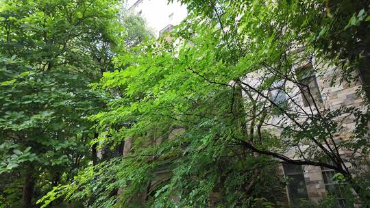 绿色树叶高清实拍自然风光空镜