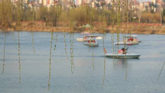 春天垂柳河边游船快乐的春游