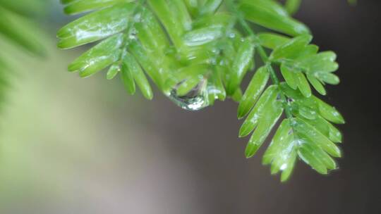 水珠滴落