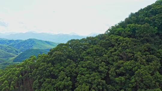 山脉横移看见远山山脉丛林