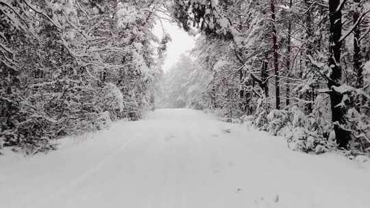 推在一个白雪覆盖的森林的镜头