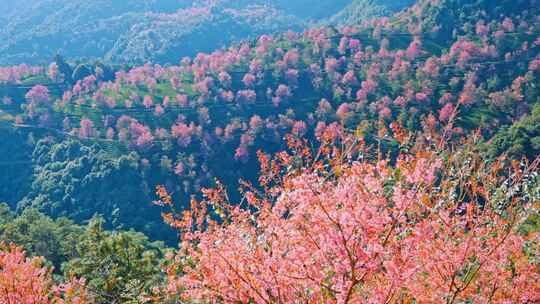 大理无量山樱花谷