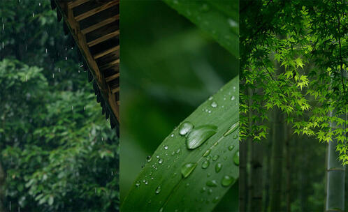 竖屏 雨水惊蛰节气树叶滴水水滴一滴水下雨高清在线视频素材下载