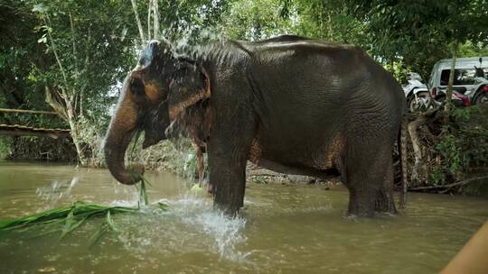 往大象身上浇水视频素材模板下载