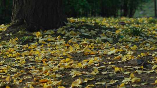 秋天地面银杏树落叶树叶飘落视频素材模板下载