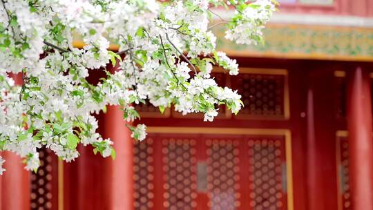 春天中国北京故宫博物院内绽放的海棠花视频素材模板下载