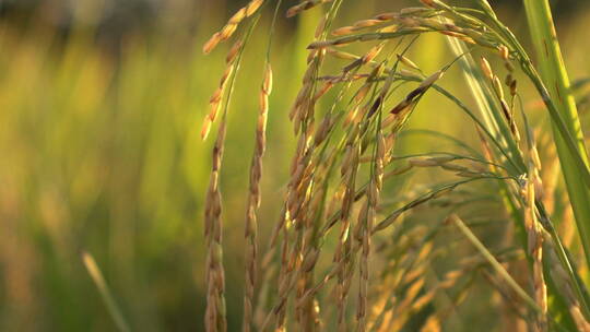 阳光下的水稻特写农业农作物视频素材模板下载