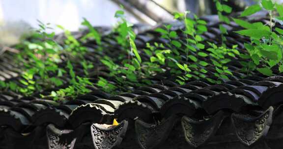 唯美植物光影美丽瓦片特写