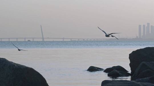 深圳湾鸟类栖息地自然风光视频