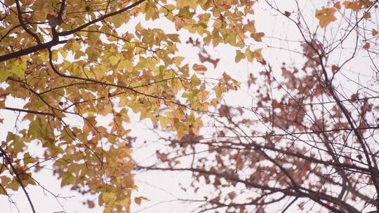 秋天枫叶枯叶落叶阳光合集