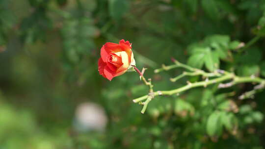 玫瑰花/月季/盛开的花朵