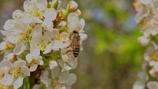 春暖花开蜜蜂采蜜特写