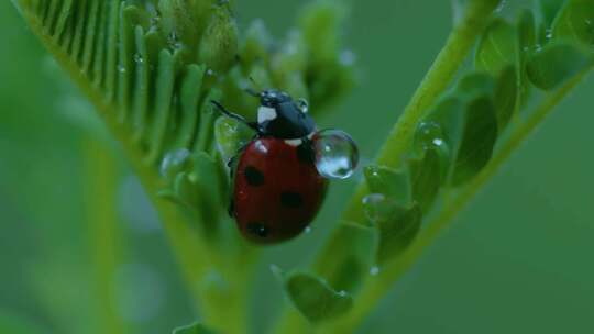 绿意盎然的植物特写