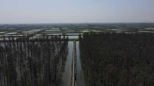 湖北涨渡湖春天湿地树木航拍