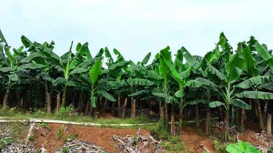 香蕉树林种植