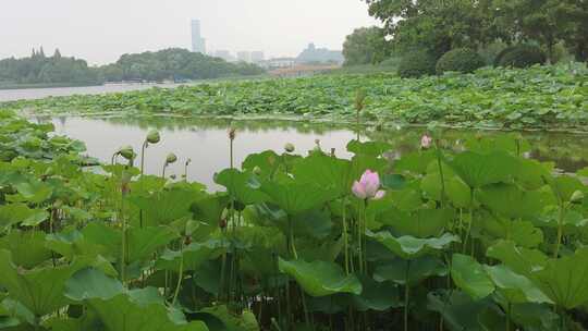 池塘荷花荷叶实拍