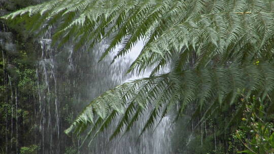 热带雨林中的蕨植物视频素材模板下载