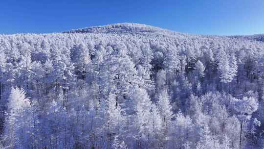 航拍大兴安岭冬季森林林海雪原