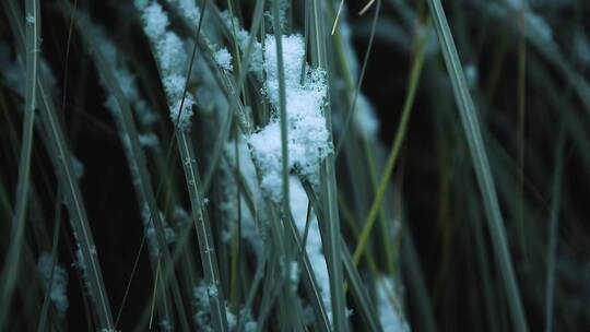 2022年第一场雪    大雪天下的西安