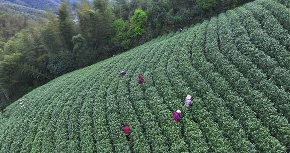 茶山采茶