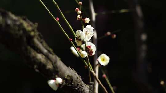 春天蜜蜂在梅花花丛花朵授粉采蜜