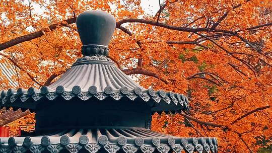 北京秋天香山红叶