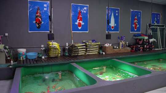 一组观赏鱼  宠物鱼视频素材模板下载
