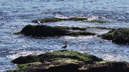 海边礁石群海鸥栖息飞翔慢镜头海浪拍打礁石