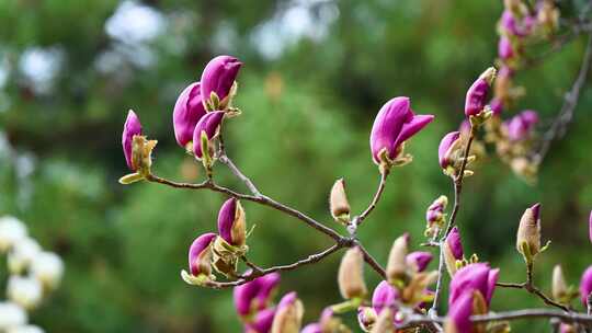 春天盛开的白色紫色玉兰花花朵花苞特写